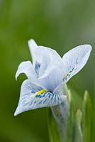 Iris reticulata 'Sheila Ann Germaney'. Jacques Amand, Middlesex