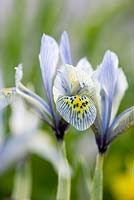 Iris reticulata 'Katharine Hodgkin'. Jacques Amand, Middlesex