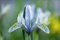 Iris reticulata 'Katharine Hodgkin'. Jacques Amand, Middlesex