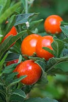 Solanum pseudocapsicum 'Thurino'