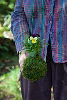 Viola kokedama - Tie the ends at the top and suspend in your display