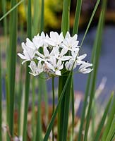 Triteleia hyacinthina - mid summer - RHS Wisley Garden