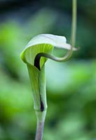 Arisaema triphyllum - mid summer - RHS Wisley Garden