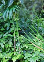 Arisaema consanguineum - mid summer - Kew Gardens