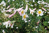 Lilium regale - mid summer - Kew Gardens
