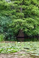 Metasequoia glyptostroboides - mid summer - Cambridge University Botanic Garden