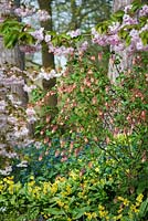 Ribes x gordonianum - Flowering Currant, Prunus 'Hanazomei' and  Erythronium 'Pagoda' - dog's tooth violet 'Pagoda' in Spring, RHS Wisley Gardens, Surrey