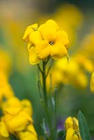 Erysimum cheiri 'Sunset yellow' - wallflowers