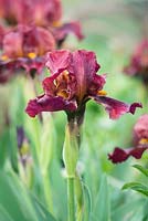 Iris 'Red Zinger'