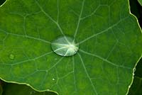 Tropaelum majus leaf with raindrop