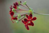 Pelargonium 'Ardens'