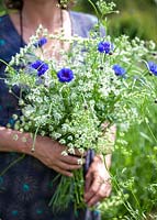 Woman holding a bunch of Ammi majus and Centaurea cyanus Blue Boy. June.