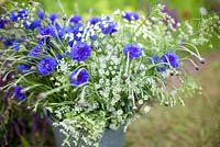 A bucket full of Ammi majus and Centaurea cyanus 'Blue Boy'. June