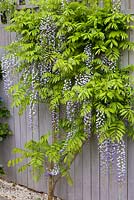 Wisteria floribunda, Japanese wisteria. Shrub, May.