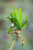 Damage caused by Carnation tortrix moth. Euphorbia mellifera