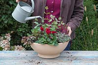 Watering a shallow container featuring Sedum rupestre 'Angelina', Eucalyptus gunnii, Cyclamen, Sedum spathulifolium 'Purpureum' and Calluna vulgaris