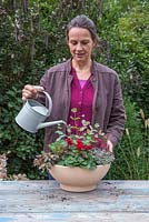 Watering a shallow container featuring Sedum rupestre 'Angelina', Eucalyptus gunnii, Cyclamen, Sedum spathulifolium 'Purpureum' and Calluna vulgaris