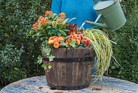 Watering an Autumnal barrel featuring Skimmia japonica 'Pabella', Carex oshimensis 'Evergold', Chrysanthemum Orange Double, Euphorbia, Hedera helix and Leucothoe