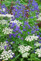 Melanoselinum decipiens - black parsley with Anchusa 'Loddon Royalist' on the Hardy's Cottage Garden Plants stand at the RHS Chelsea Flower Show 2015
