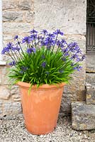 Agapanthus 'Navy Blue' syn A. 'Midnight Star' growing in a terracotta pot. African lily