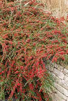 Cotoneaster horizontalis growing against a low wall, showing autumn berries. Wall spray, Rock spray