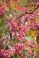 The berries of Sorbus hupehensis. Rowan