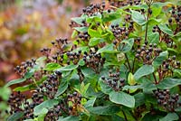 Hypericum - The berries of St John's Wort 