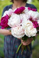 Woman holding a bunch of Paeonia lactiflora, June.