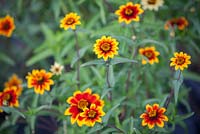 Zinnia Zowie Yellow Flame, Annual. September.