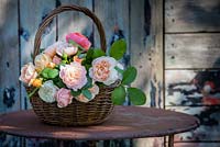 Rosa Sweet Juliet in basket
