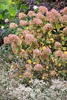 Hydrangea paniculata 'Limelight', Shrub with Anaphalis triplinervis 'Sommerschnee', Pearly Everlasting Flower. October.