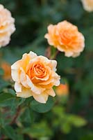 Rosa Welwyn Garden Glory - 'Harzumber'