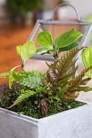 A miniature Terrarium planted with Muehlenbeckia complexa, a Fern and a layer of moss