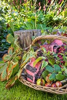 Wicker basket containing a rug and foraged goods. Horse chestnut - Aesculus hippocastanum, Hawthorn and Elderberry