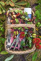 Wicker basket container blanket, thermos flask and foraged goods. Chrysanthemum, Horse Chestnuts, Blackberries, Hawthorn and Elderberry