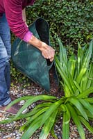 Mulching the base of a cut back Agapanthus with natural garden compost