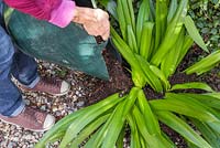 Mulching the base of a cut back Agapanthus with natural garden compost