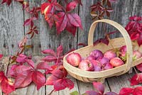 Virginia creeper and windfall apples in a wooden trug