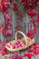 Autumnal display featuring Virginia creeper and windfall apples in a wooden trug