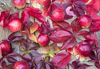 Autumnal display featuring Virginia creeper and windfall apples