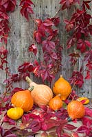 Autumnal display featuring Virginia creeper and a selection of gourds