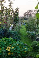 Mown path through allotments in Autumn, double yellow Nastirtium in foreground, Black Kale - Cavelo nero, plastic bottle for deterring birds