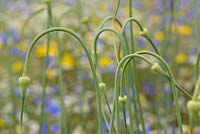 Allium sativum var ophioscorodon. The Garlic Farm. Isle of Wight. 