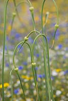 Allium sativum var ophioscorodon. The Garlic Farm. Isle of Wight. 