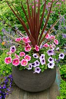 Pink and purple Petunias growing in a contemporary container set up on a table by a flowery border with purple Cordyline as the centrepiece. Sweetunia Hot Pink Touch and Purple Spotlight with Cordyline australis Purpurea Group 