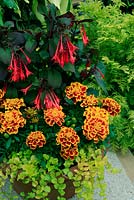 Fiery red and yellow themed terracotta pan with foliage and flower. Fuchsia 'Thalia' with French Marigold 'Tagetes patula 'Durango Bee' and an edge of yellow leaved Creeping Jenny, Lysimachia nummularia 'Aurea'. June. West Midlands 