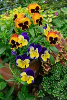 Pansies spilling out of a terracotta pot at a border edge. June. West Midlands. Hardy annual
