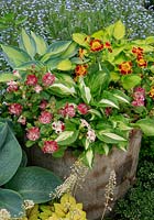 Three contrasting hostas, Hosta 'June', undulata and 'Gold Standard' interplanted with Monkey Flower, Mimulus 'Magic Blotched Mixed' in the galvanised metal reservoir of a Victorian water cart
