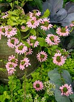 Scaevola 'Topaz Pink' spilling out of a tall jar with its blooms highlighted against golden marjoram and red cabbage leaves. Tender perennial. August. West Midlands.