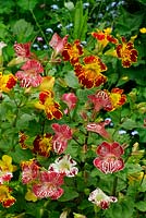 Mimulus 'Magic Blotched Mixed' - Monkey Flower. Hardy perennial. June. West Midlands